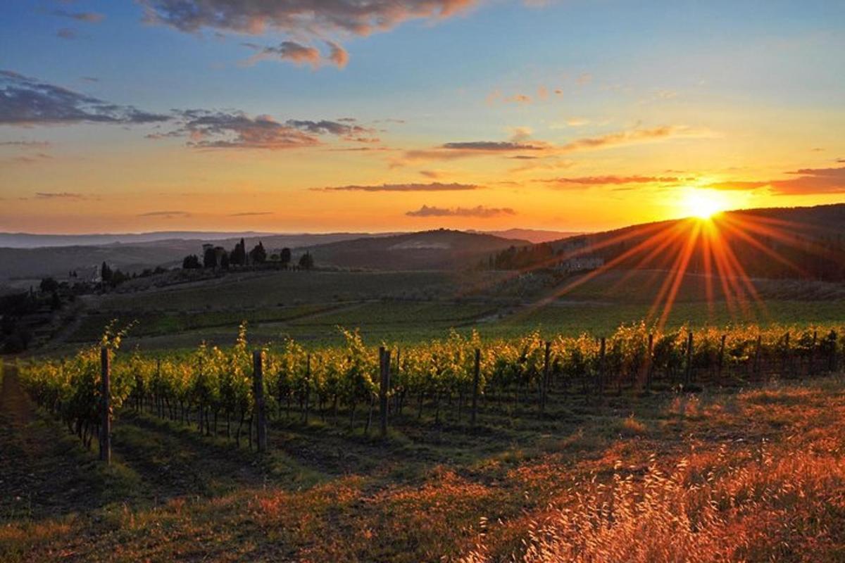 a sunset over a vineyard with the sun setting