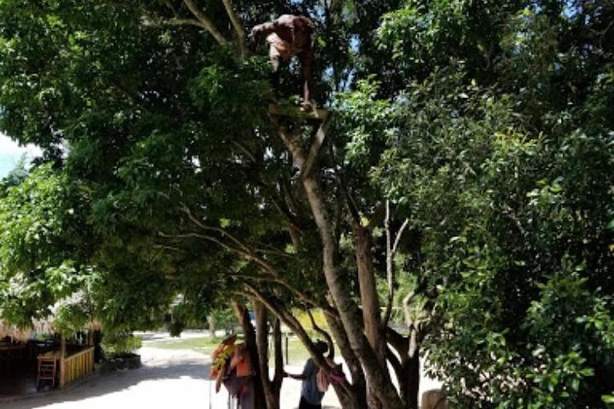 un cane è seduto in cima a un albero