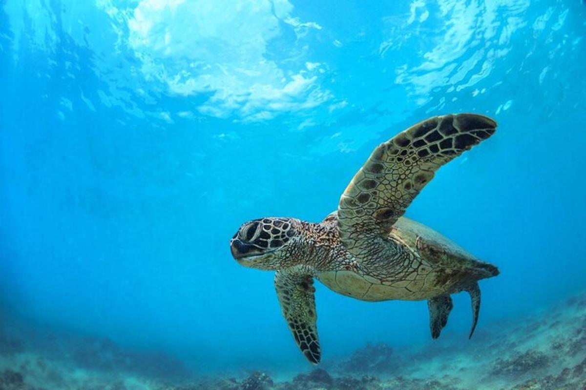 una tortuga marina verde nadando en el agua