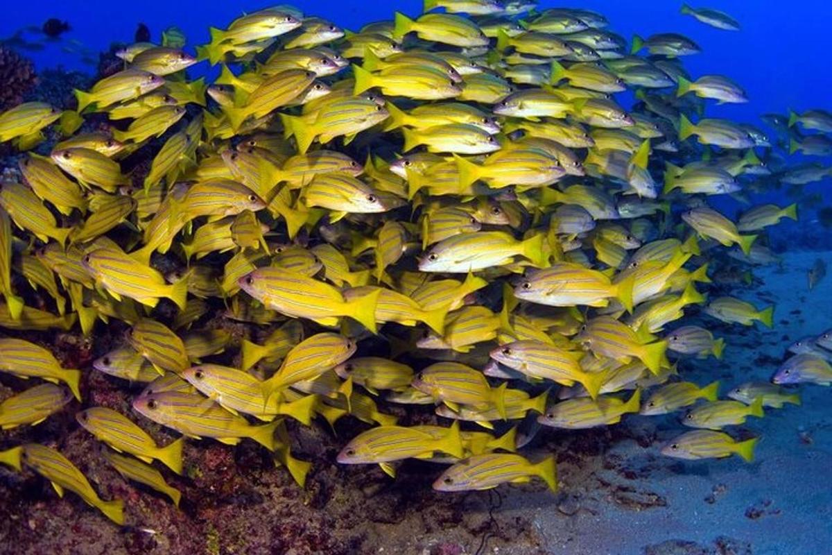 un grupo de peces amarillos en el arrecife