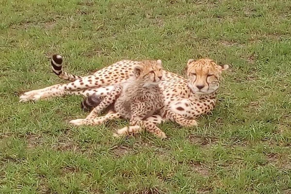 a couple of cheetahs laying in the grass