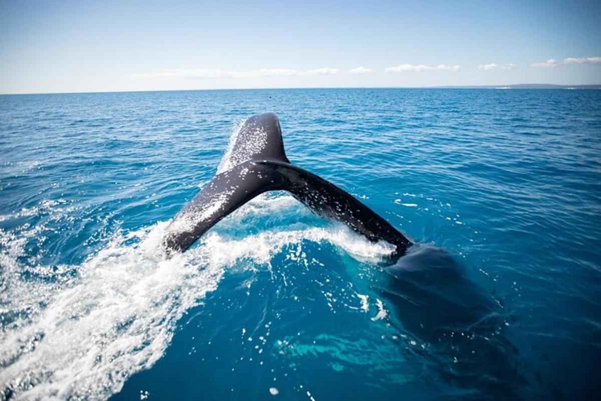 a whale swimming in the water in the ocean
