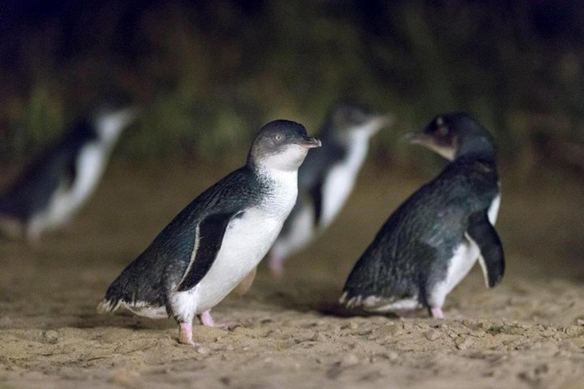 un gruppo di uccelli in piedi sulla sabbia
