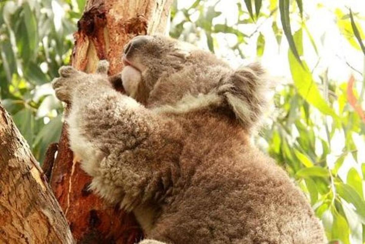 un orso koala abbraccia un albero