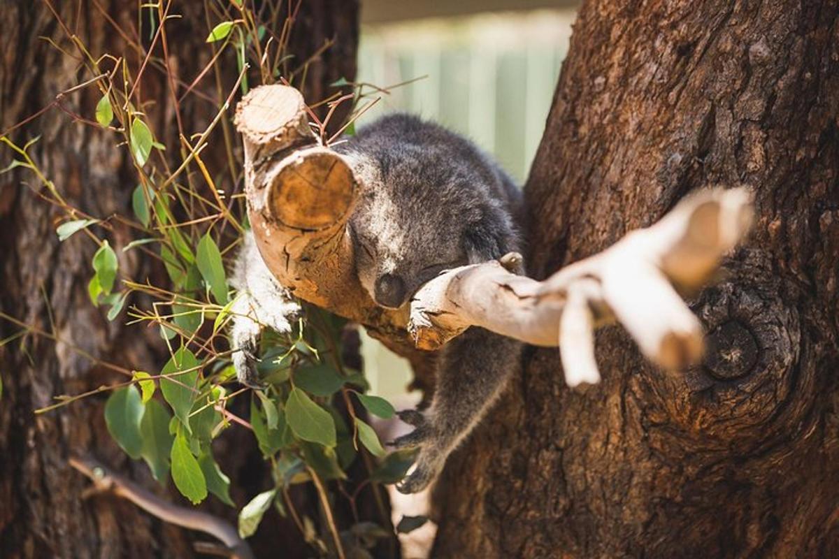 un orso koala si arrampica su un albero con un giocattolo
