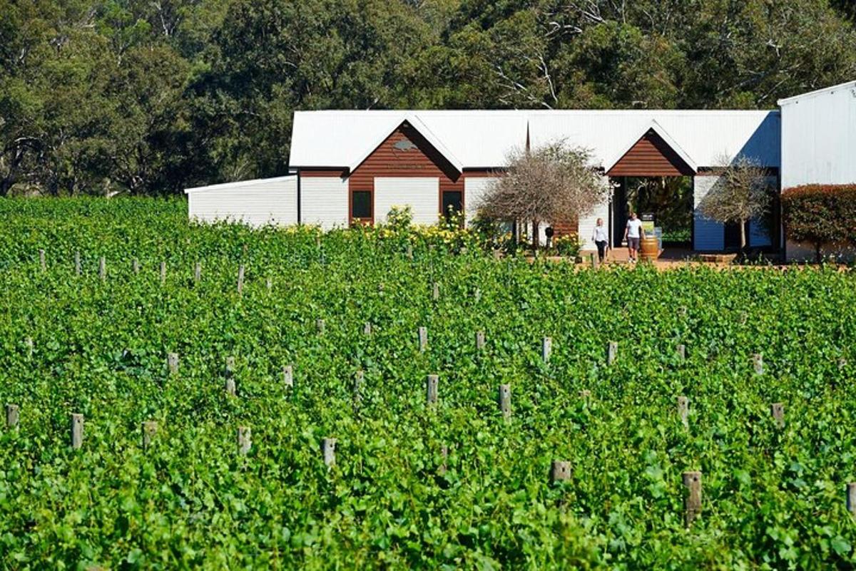 sebuah rumah di tengah-tengah ladang tanaman