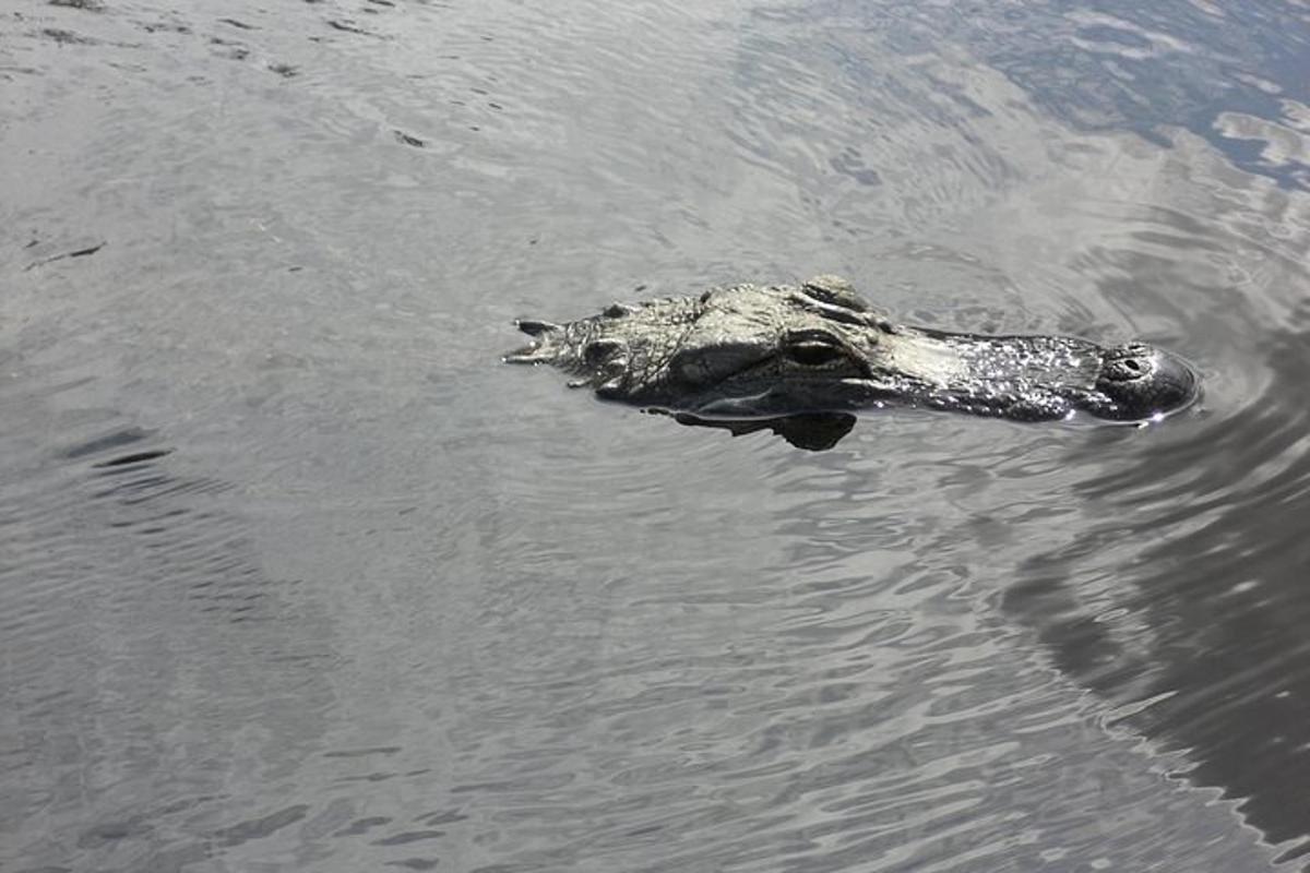 a crocodile is swimming in the water