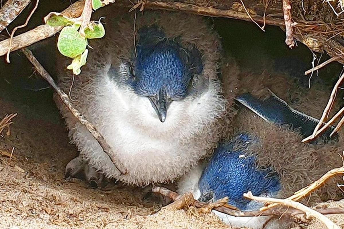 a couple of blue birds sitting in a nest