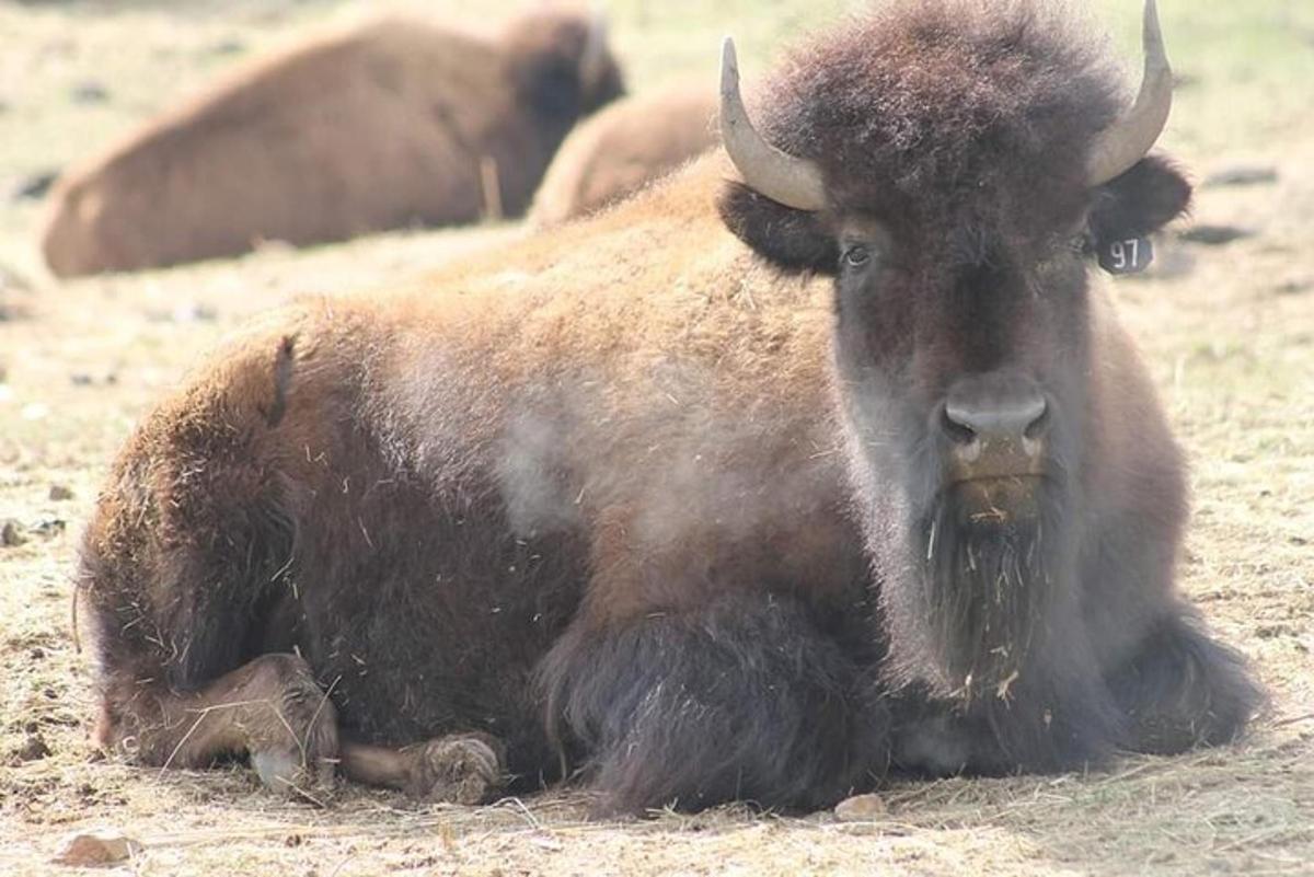 a bison laying down on the ground in a field
