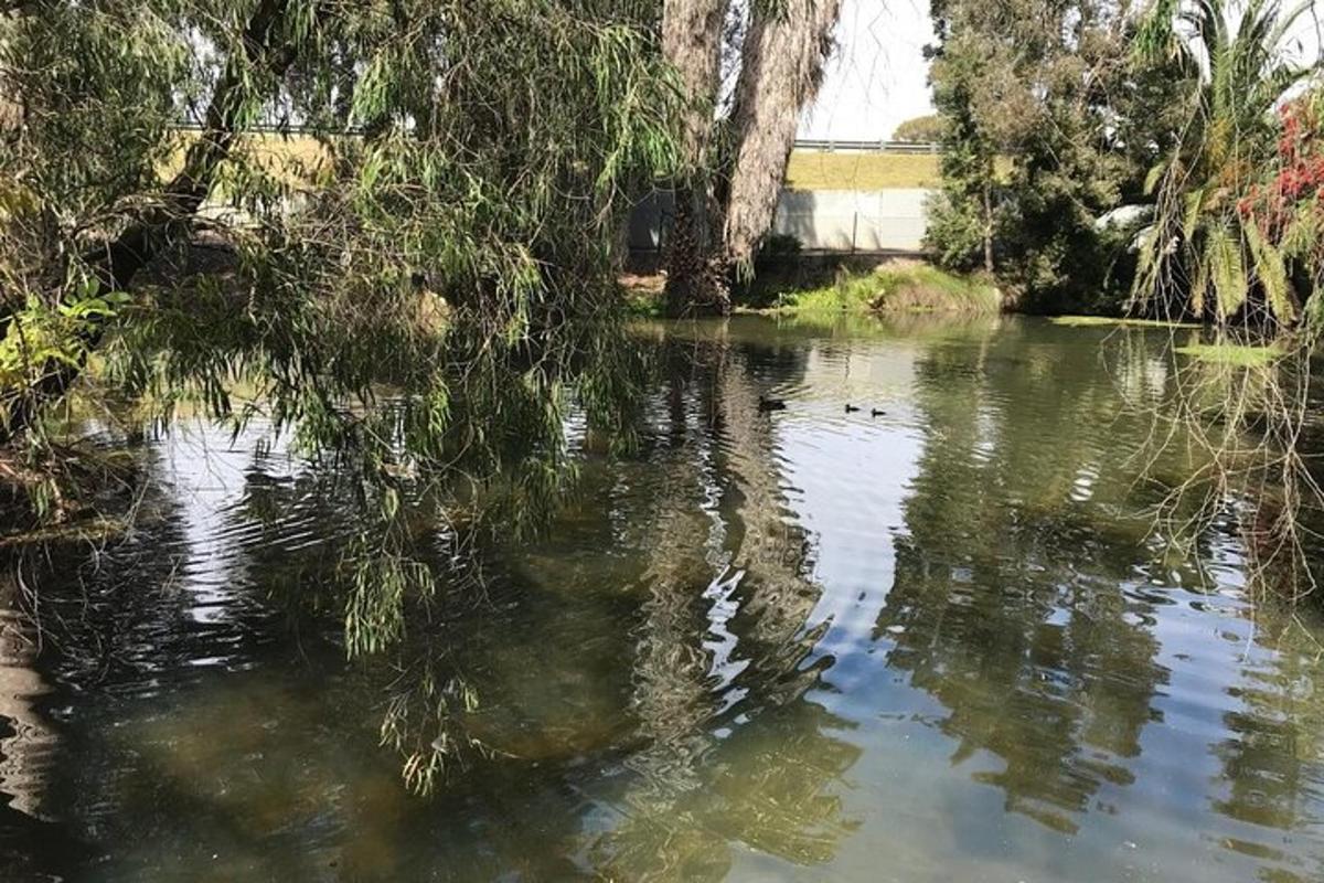 uno specchio d'acqua con alberi al centro