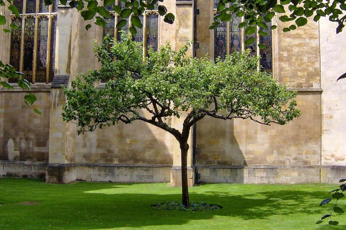 un albero nell'erba di fronte a un edificio