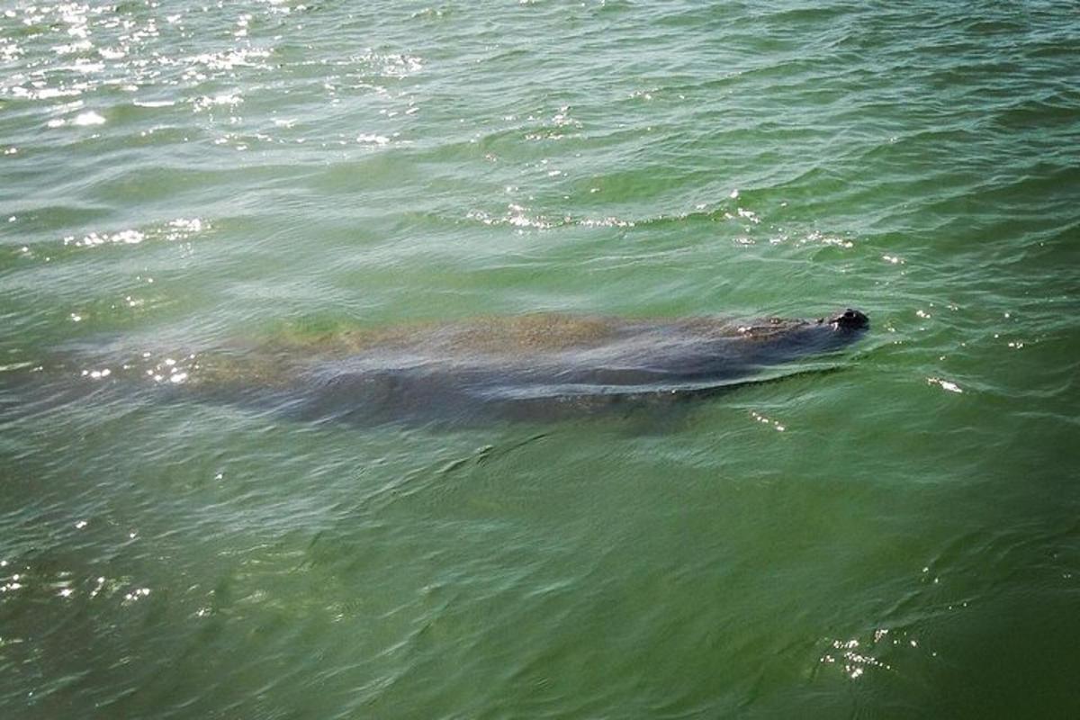 a sea animal swimming in the water