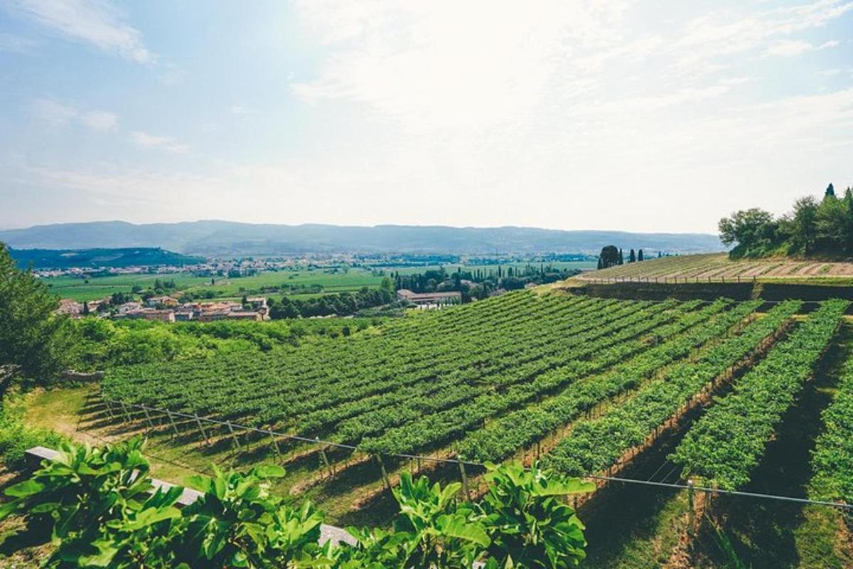 un vigneto con vista su un campo di viti