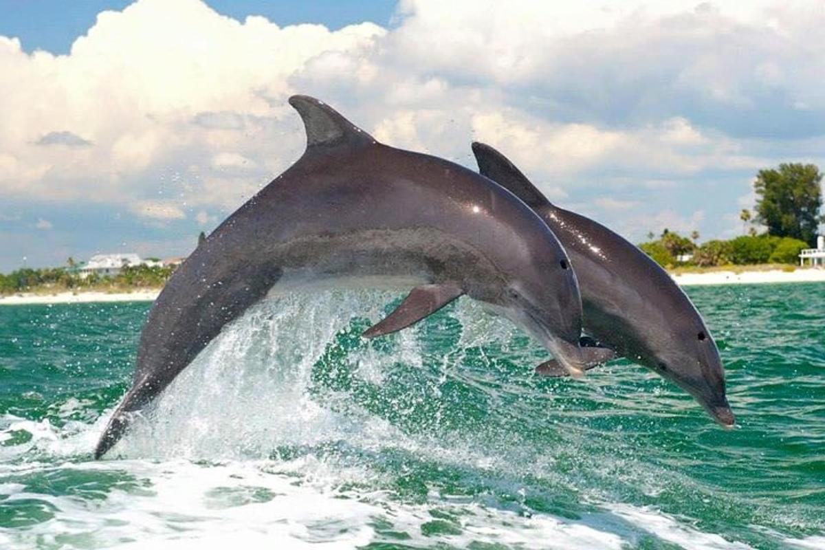 Fotografia da atração 4