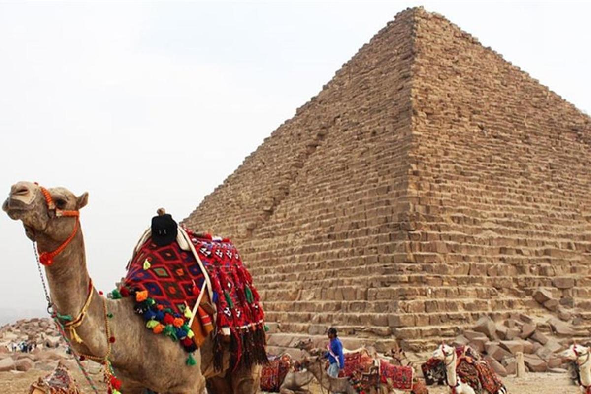un cammello in piedi davanti a una piramide