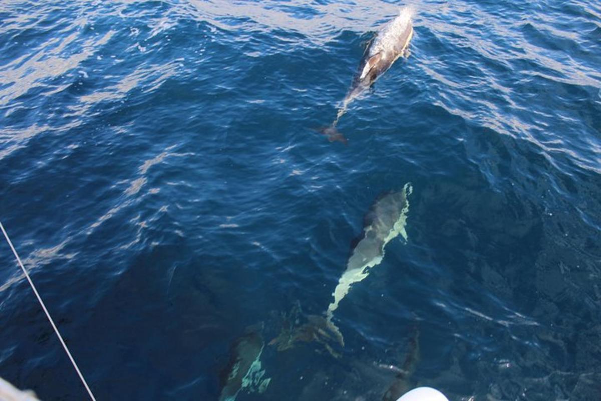 a bird and two dolphins in the water