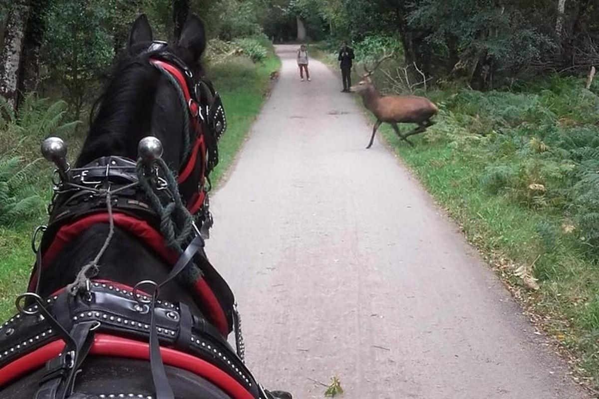 Bilde 1 av attraksjonen