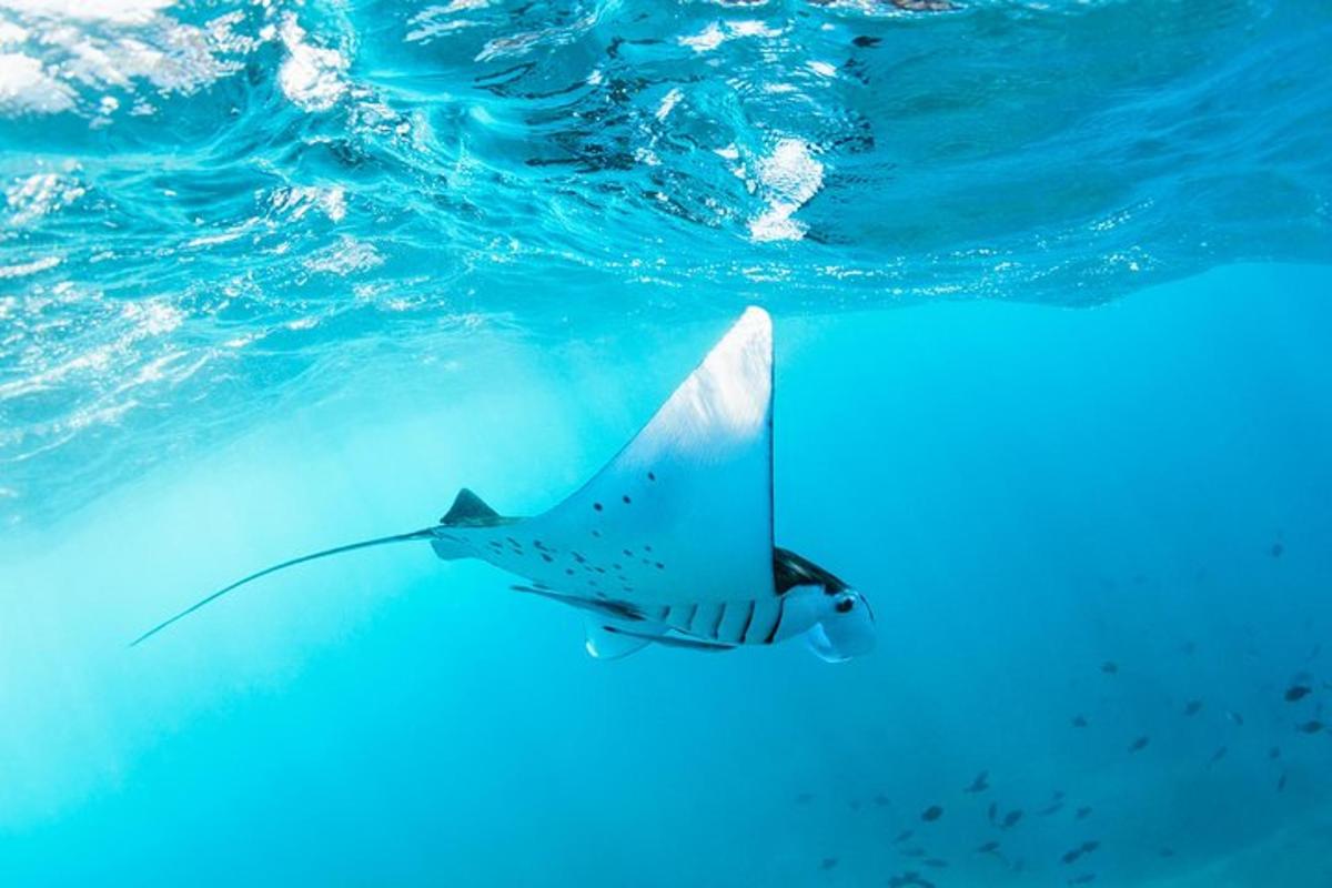 Un tiburón nadando en el agua con un pez