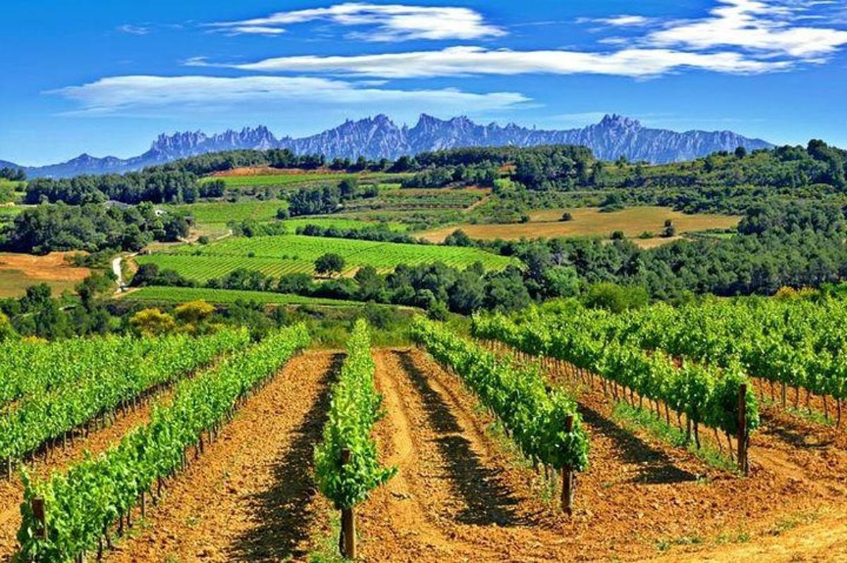 una vista di un vigneto con le montagne sullo sfondo