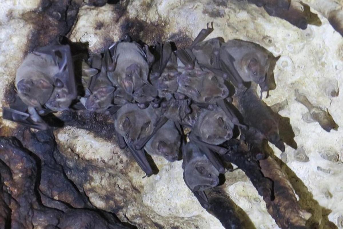 Un grupo de ranas recostadas sobre una roca
