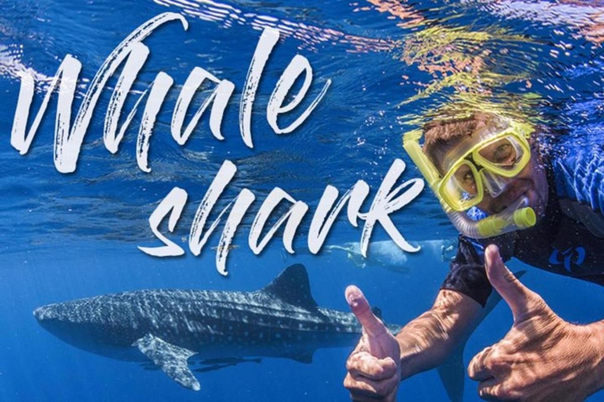 ein Mann mit Schnorchel und ein Hai im Wasser
