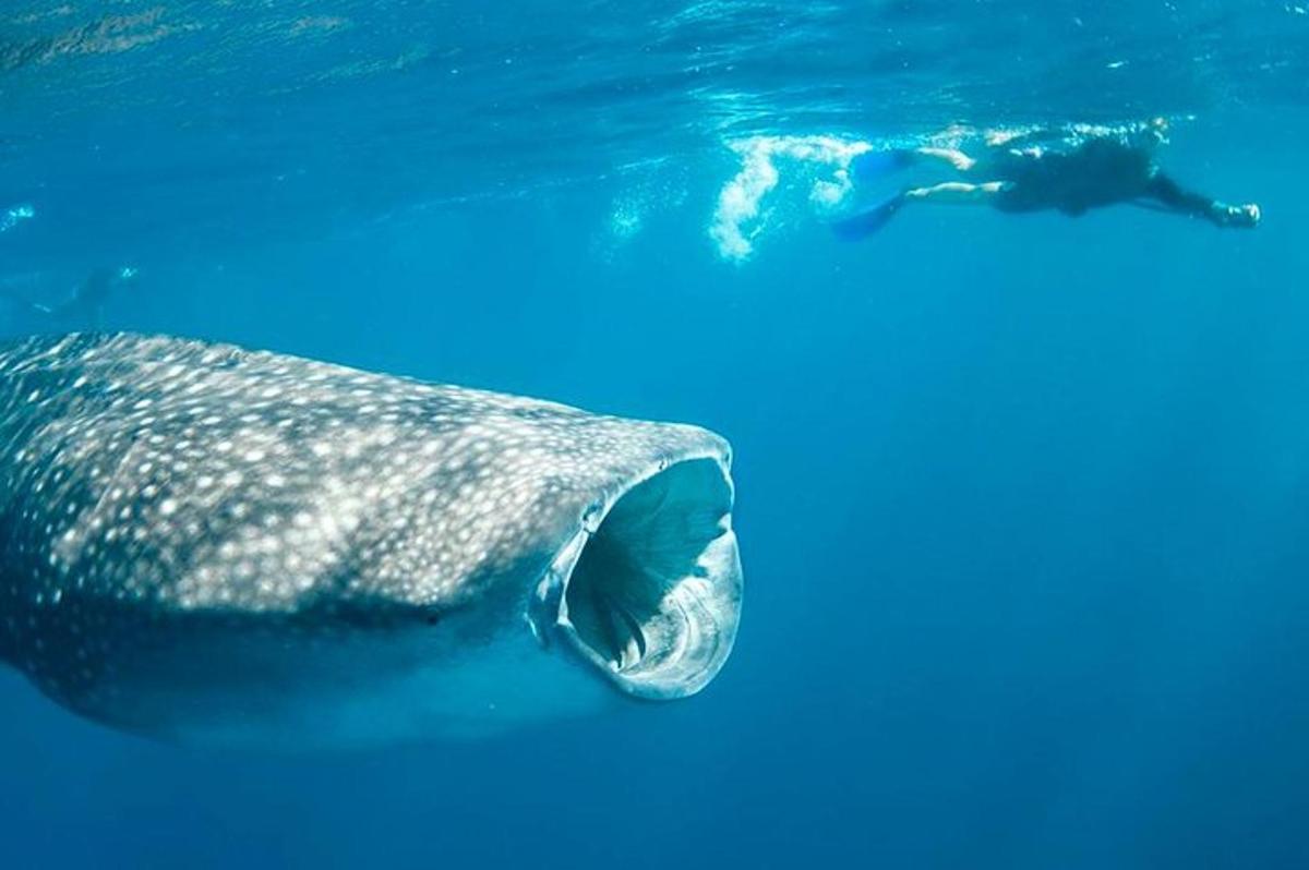 ein Walhai und ein Taucher im Wasser
