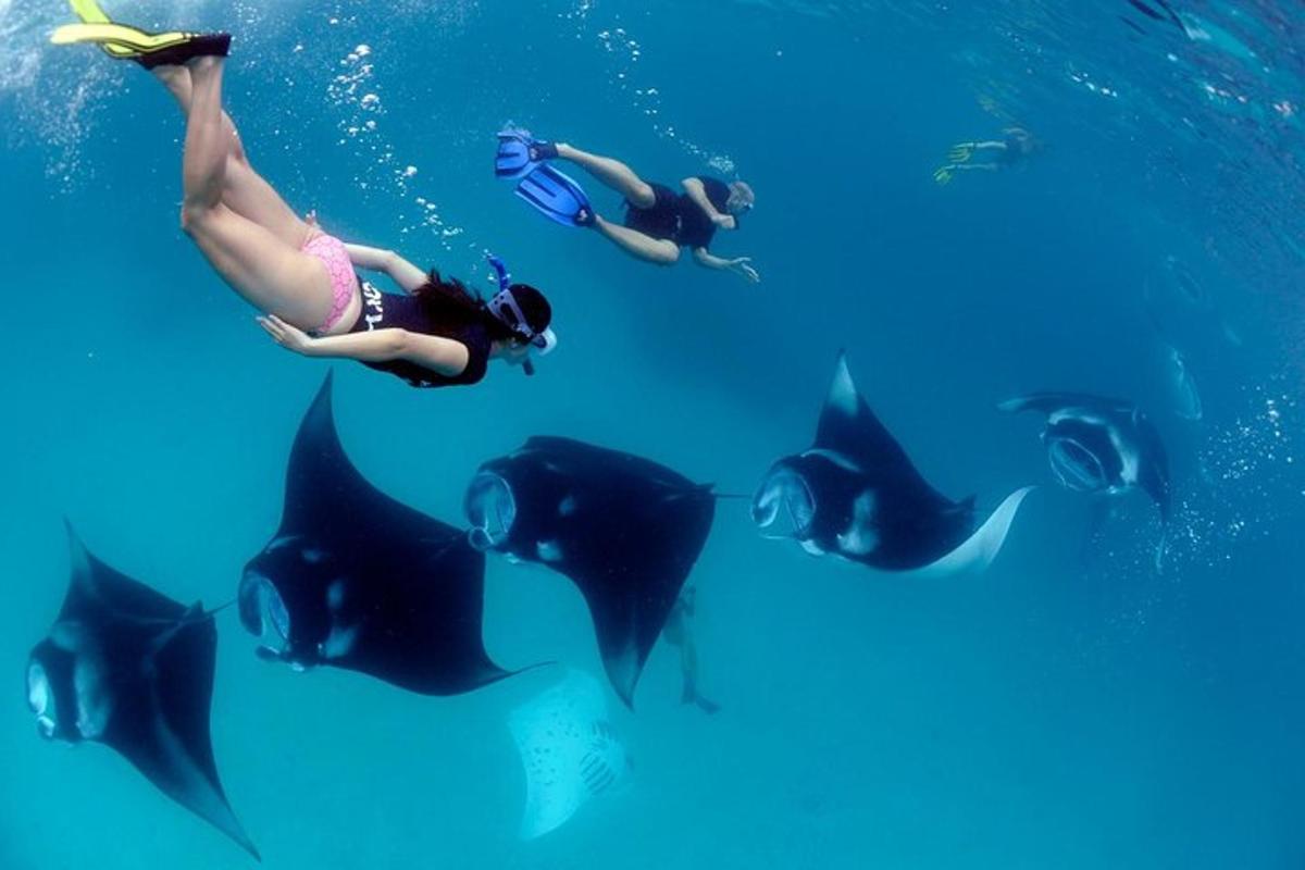 a group of people swimming in the water with stingrays