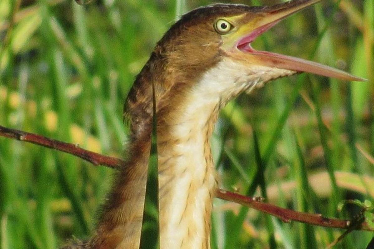 un uccello con un lungo becco è in piedi