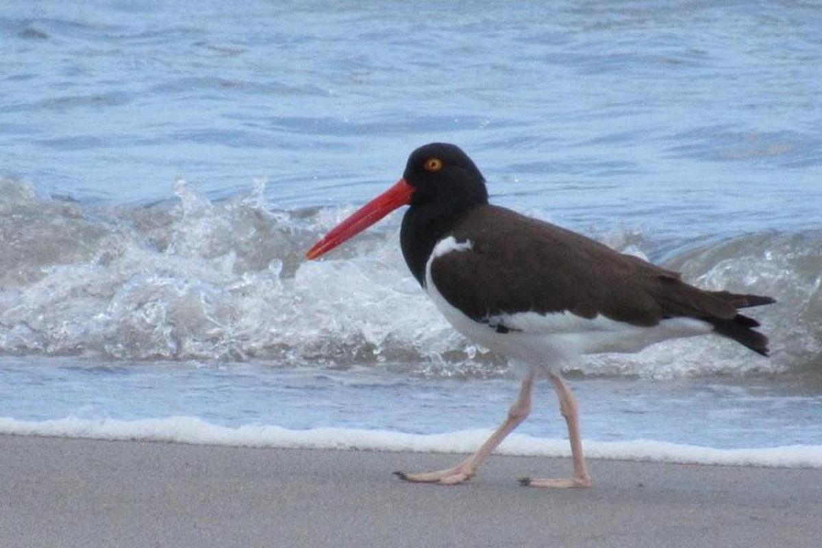 un uccello con il becco rosso che cammina sulla spiaggia