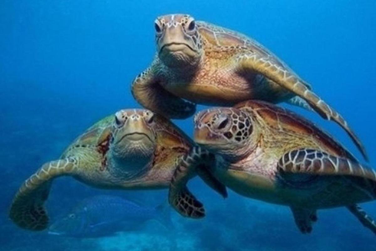 duas tartarugas estão nadando na água