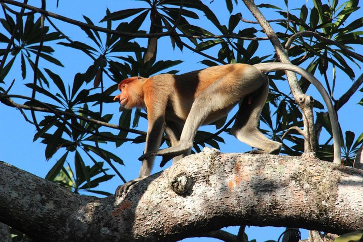 a monkey walking on top of a tree branch