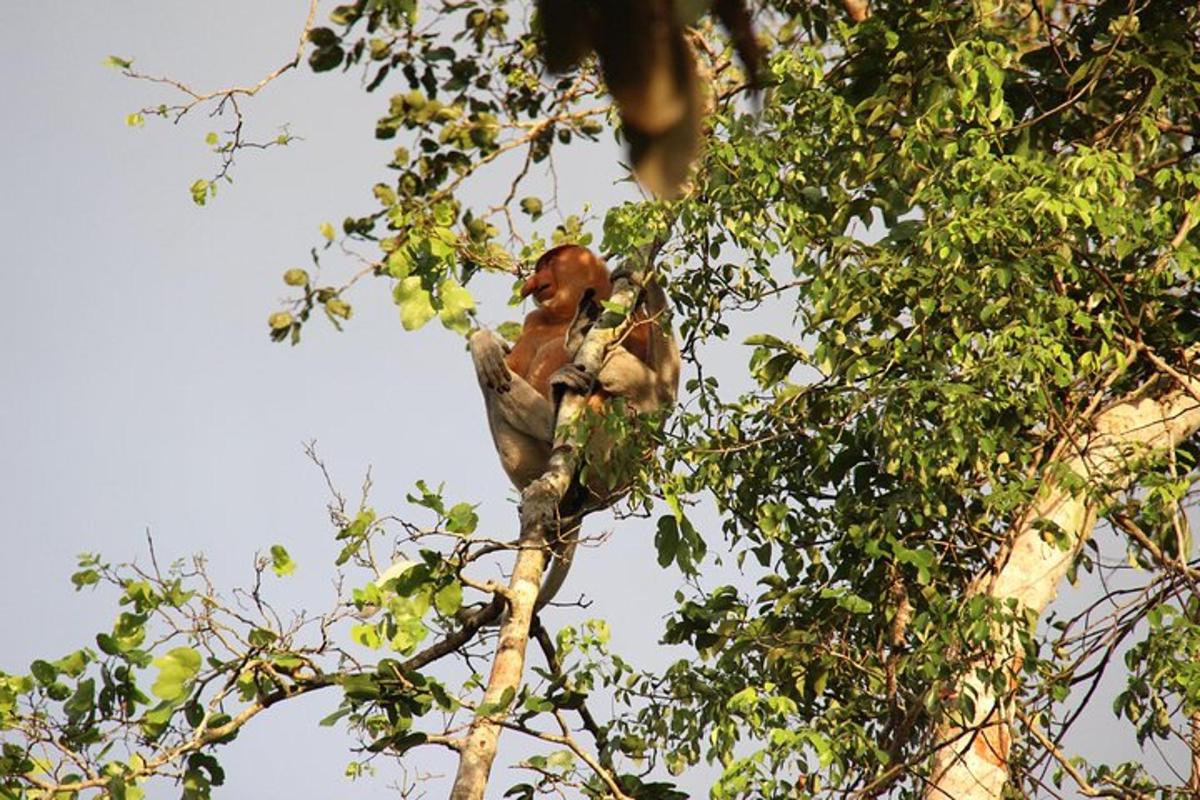 a monkey sitting on top of a tree branch