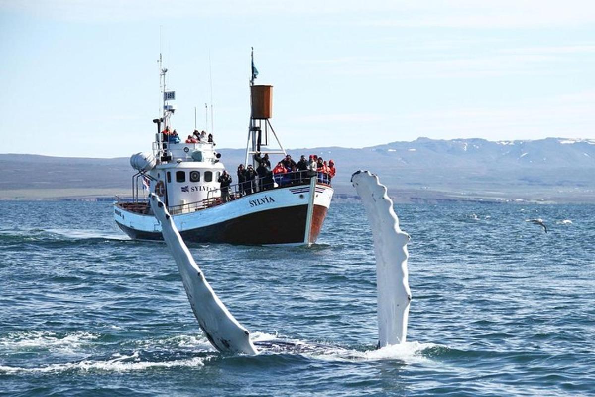 Ljósmynd af afþreyingu 4