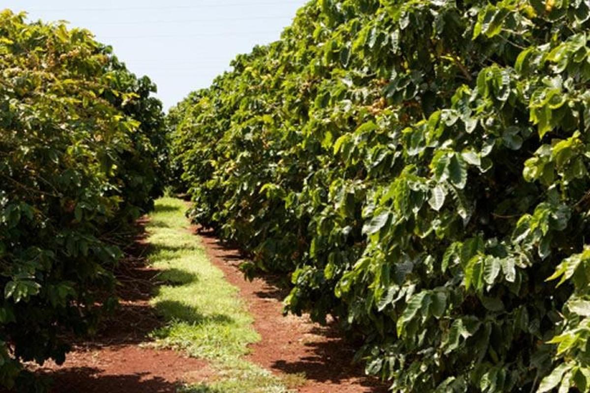 una fila di alberi verdi in un campo