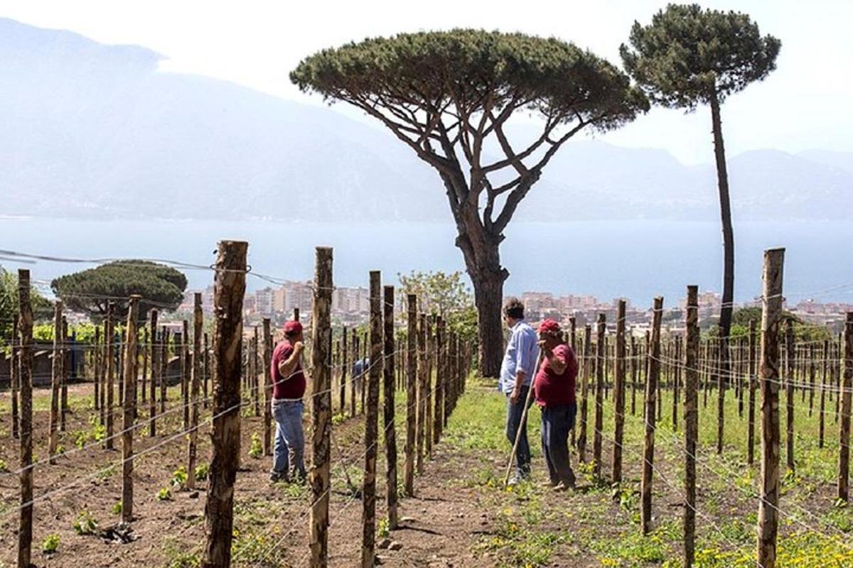 un gruppo di persone in piedi in un vigneto con un albero