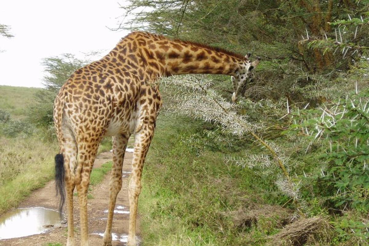 a giraffe eating leaves from a tree in a field