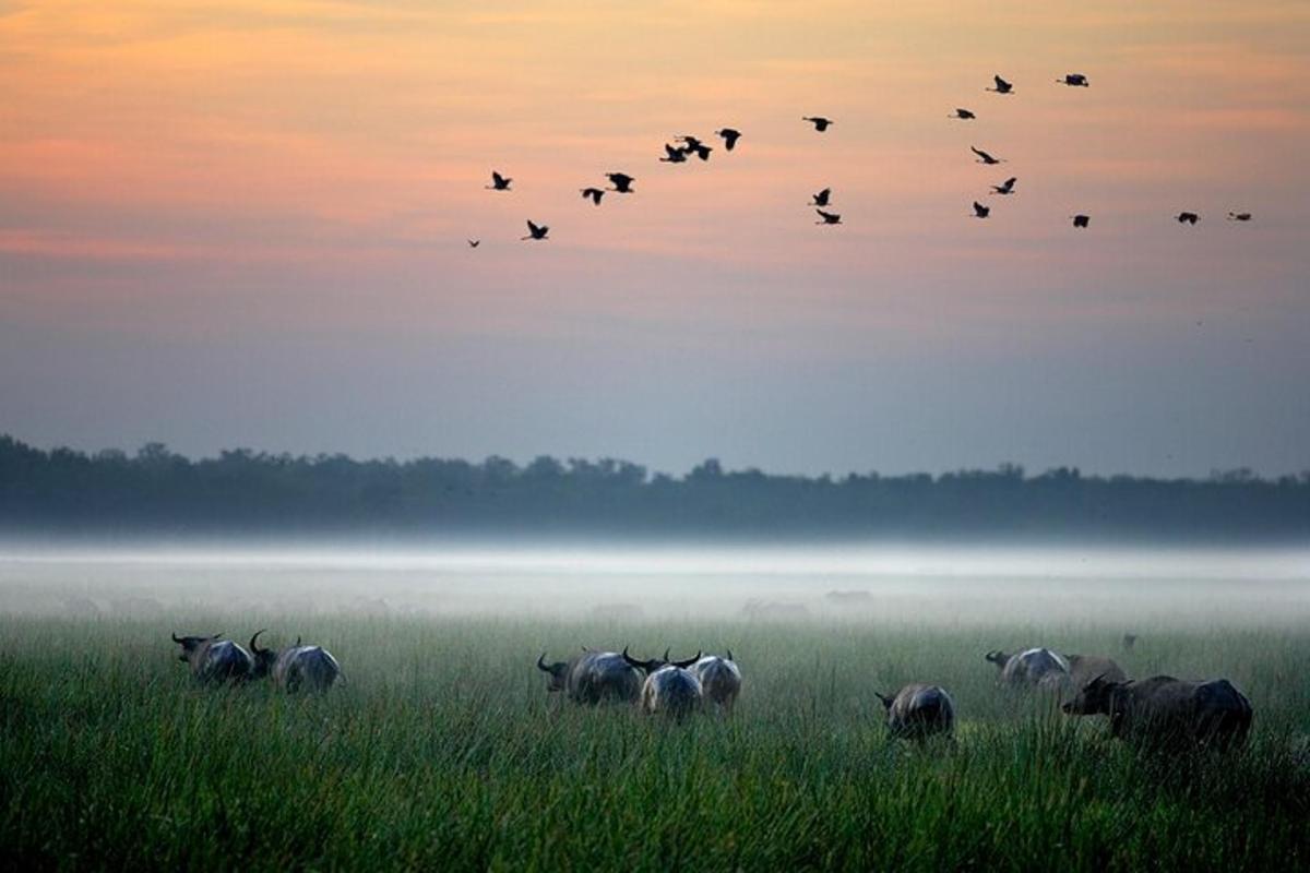 a flock of birds flying over a field with animals