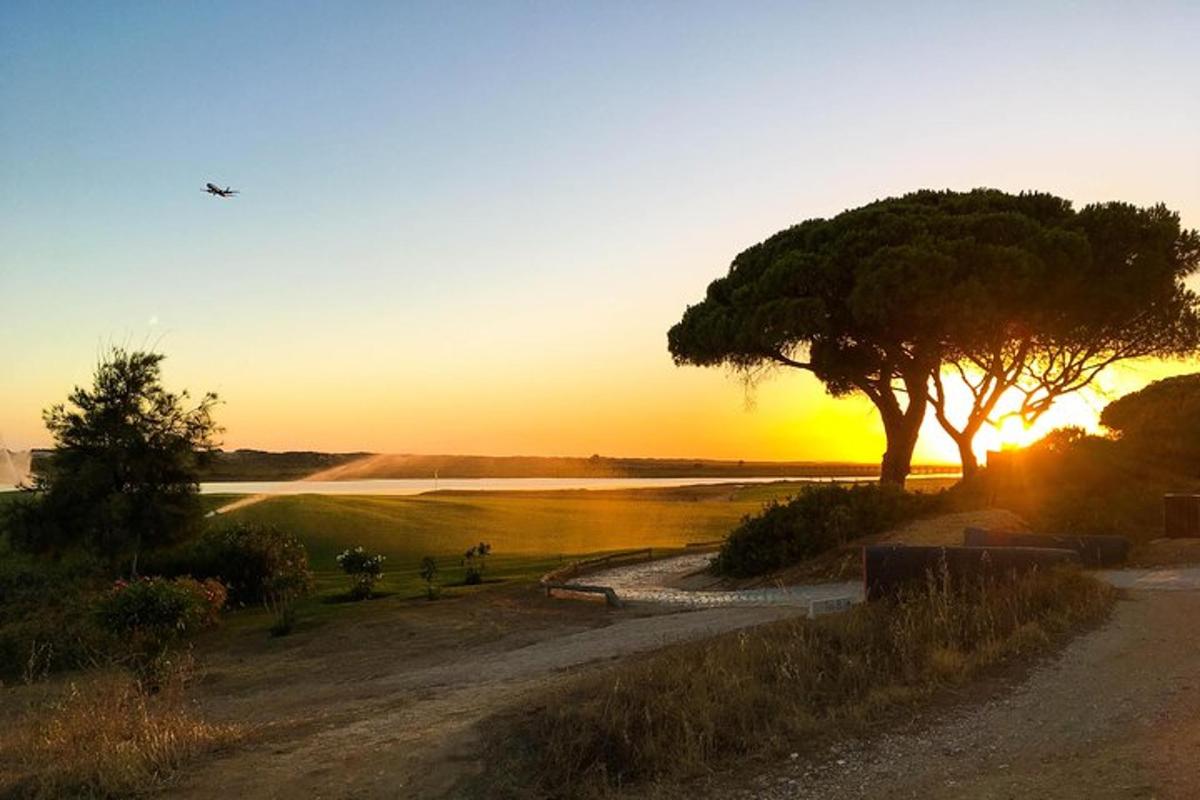 a tree sitting next to a body of water with the sunset