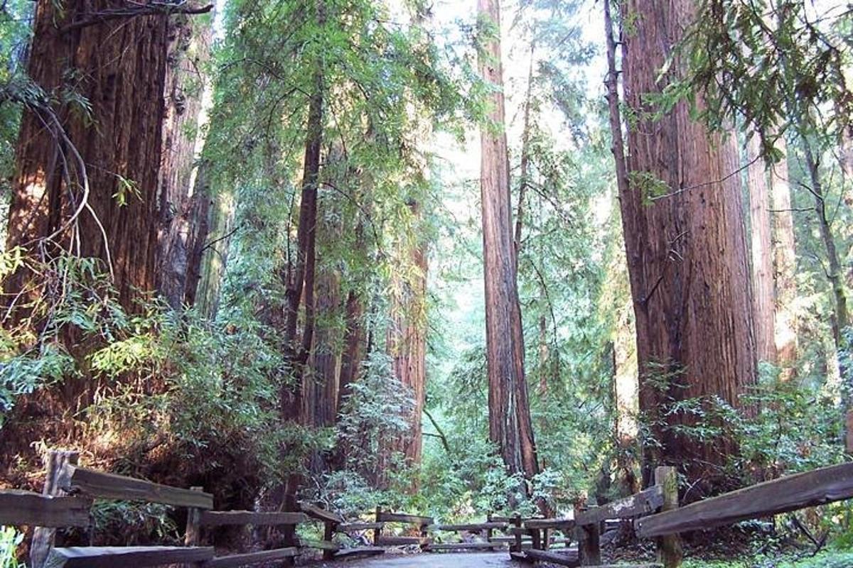a dirt road in a forest with large trees