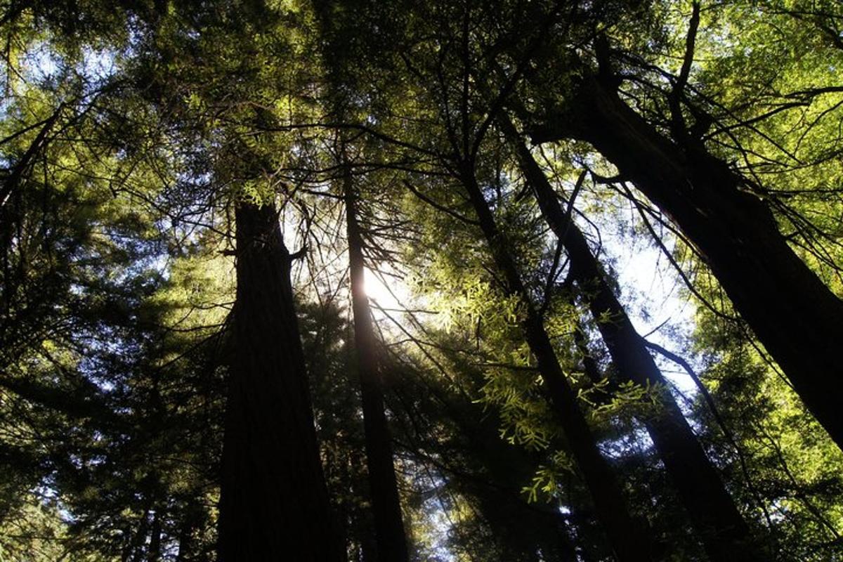 a forest with the sun shining through the trees