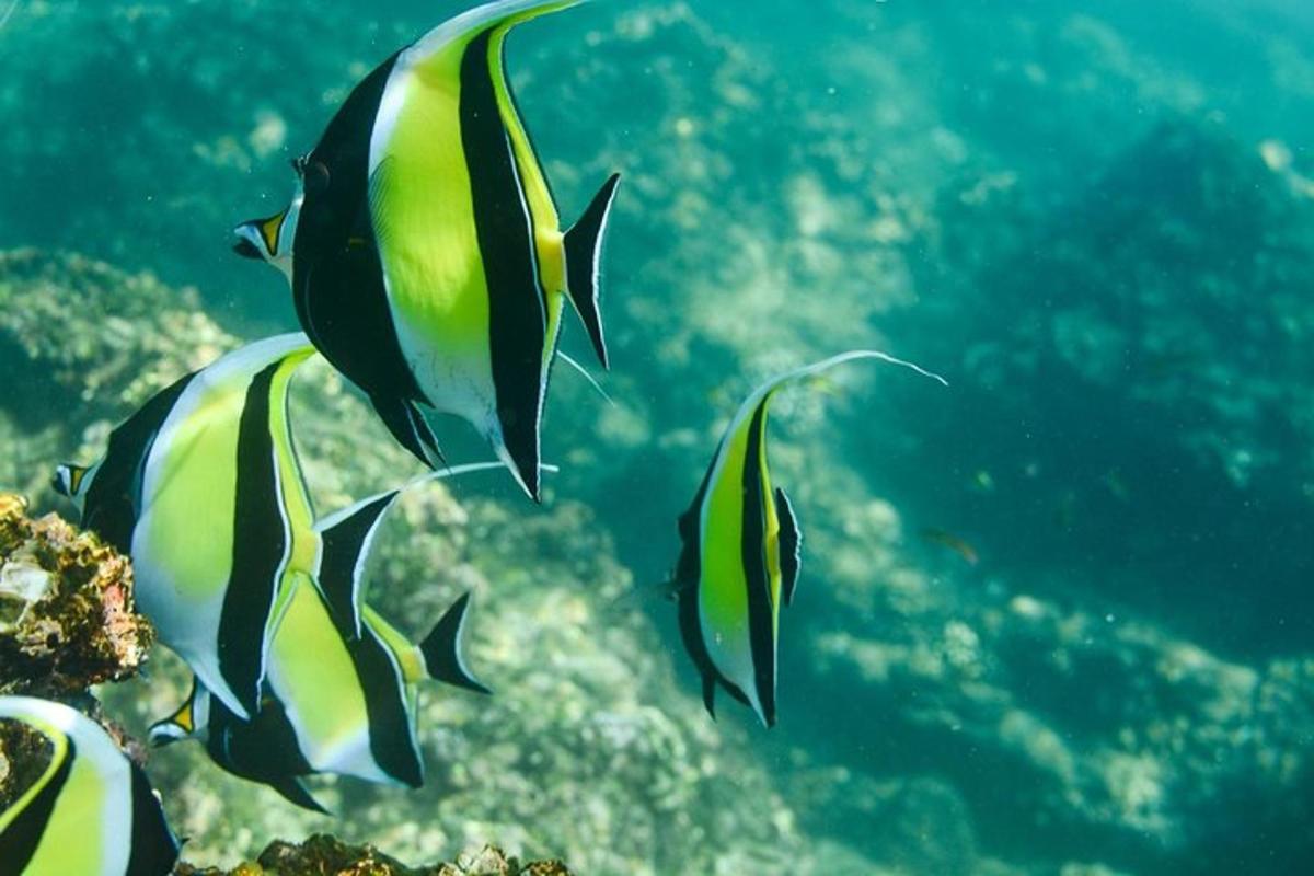 sekumpulan ikan berenang di lautan