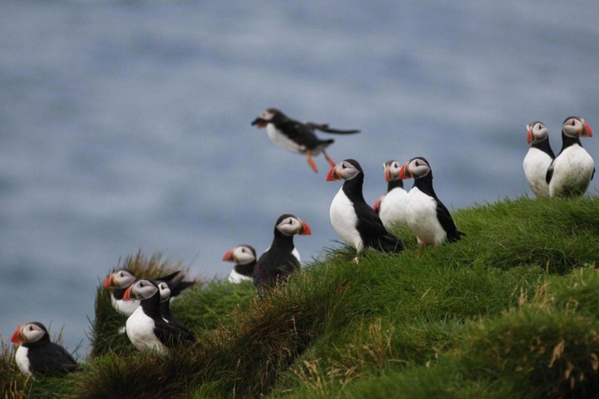 un gruppo di uccelli appollaiati sulla cima di una collina