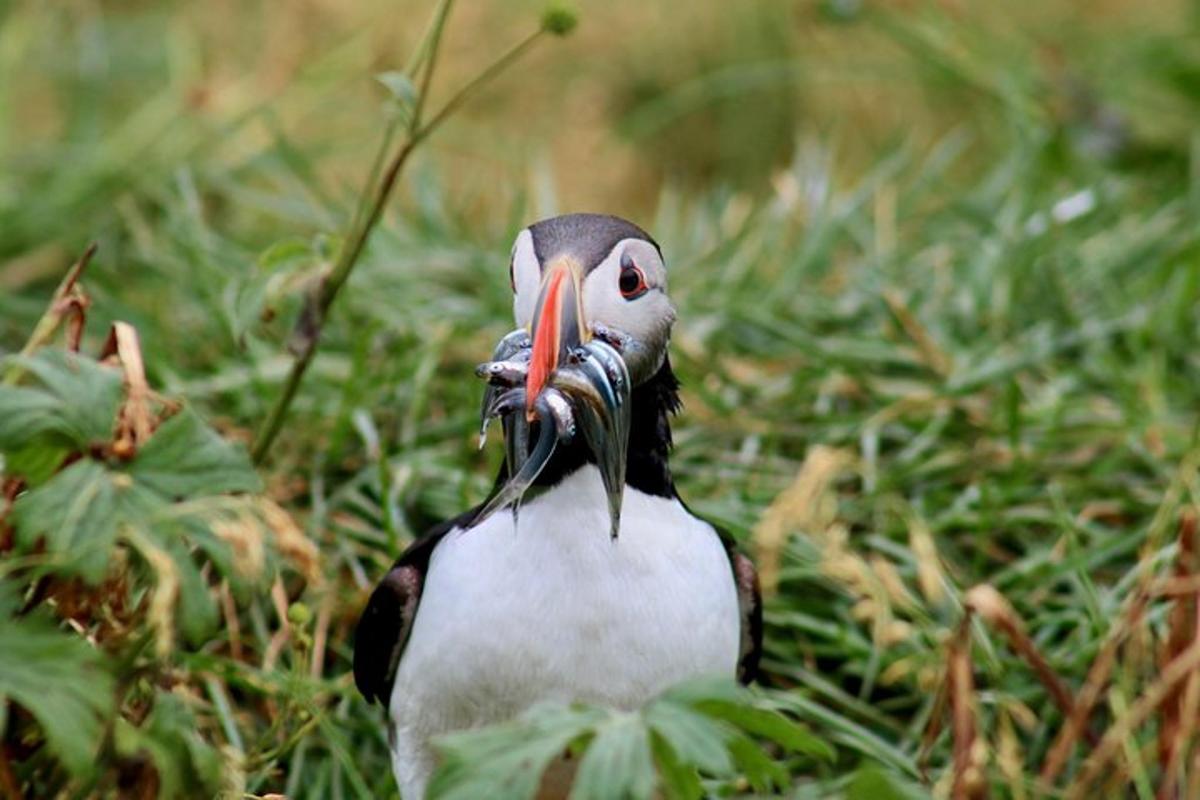 seekor burung duduk di rumput dengan paruh yang panjang