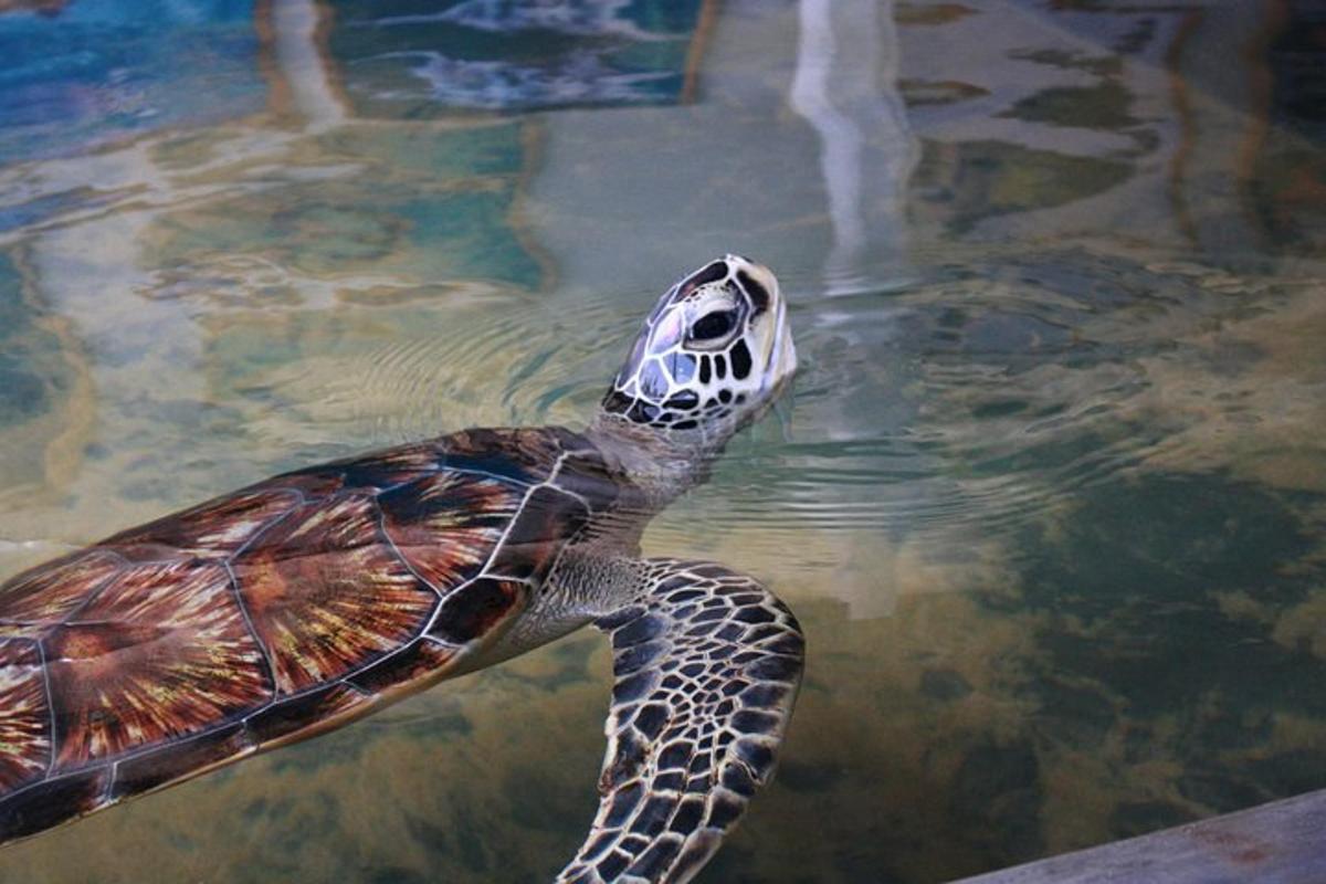 a green sea turtle swimming in the water