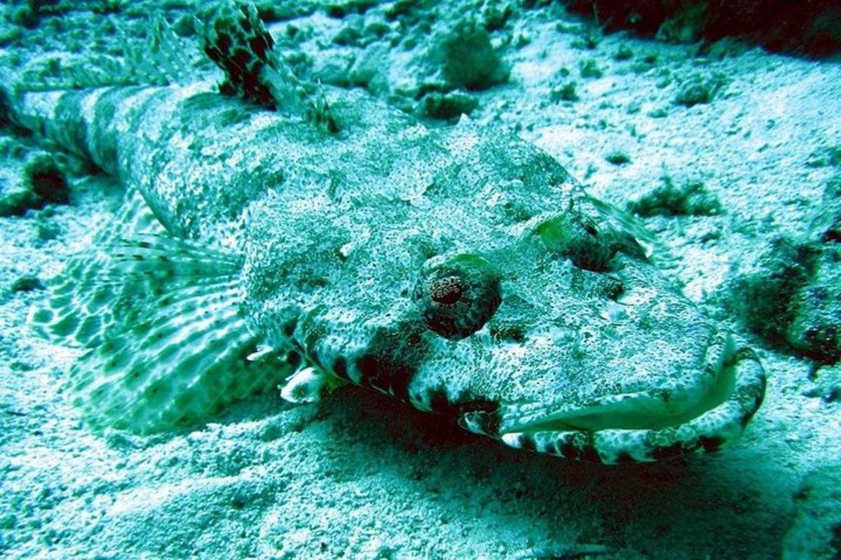 seekor ikan yang bertelur di dalam pasir di lautan