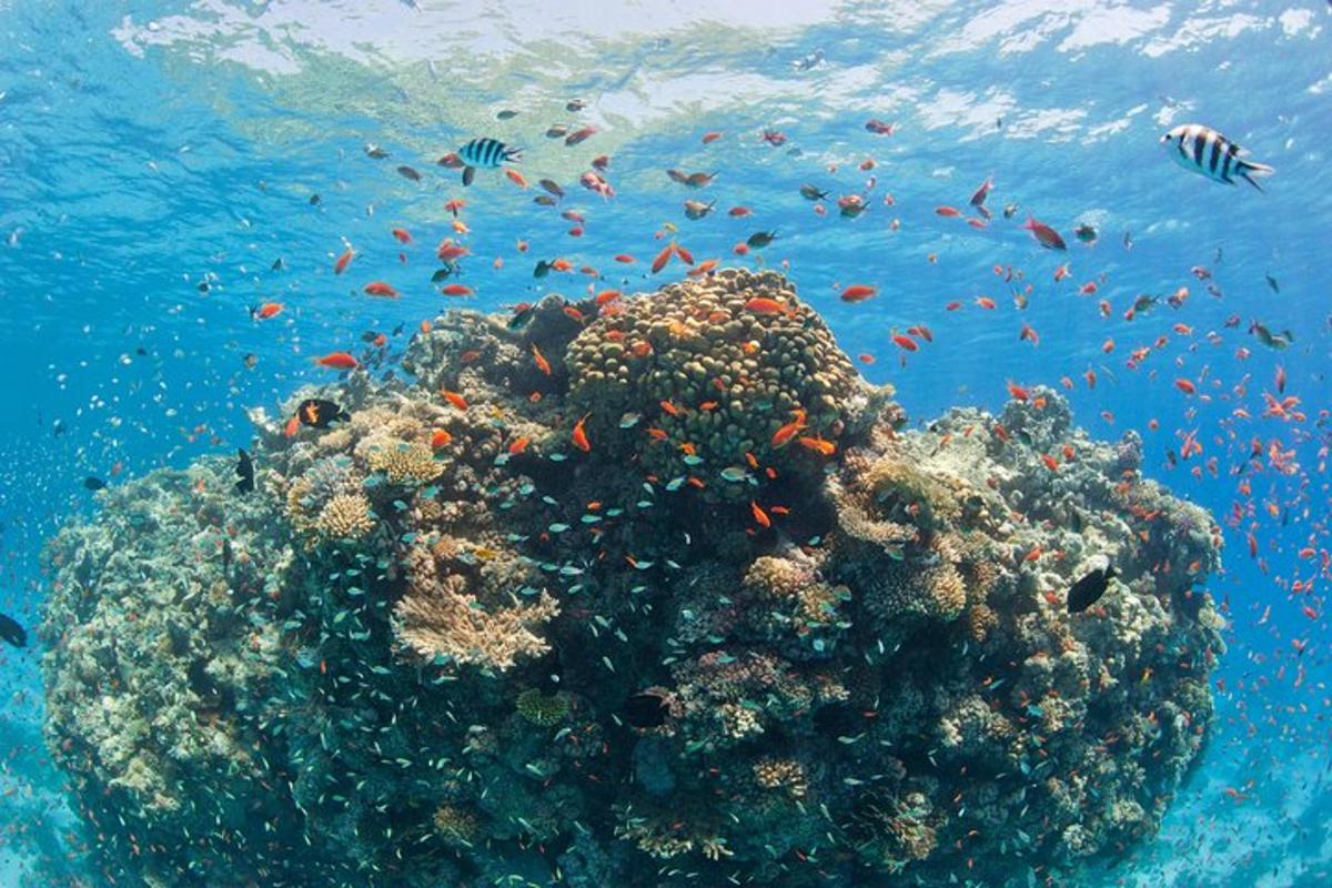 un récif corallien avec des poissons dans l'océan
