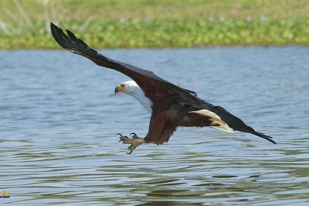 a bird flying over a body of water