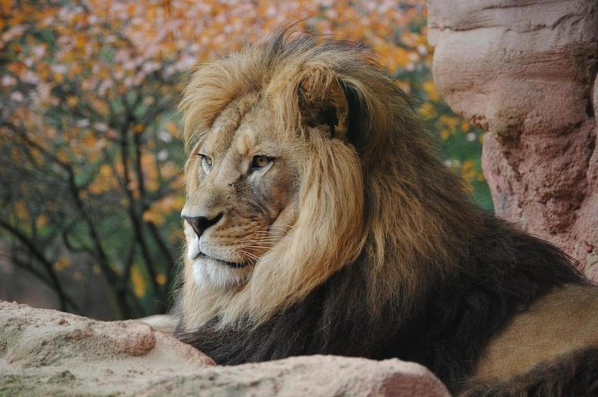 a lion with a long beard sitting next to a rock
