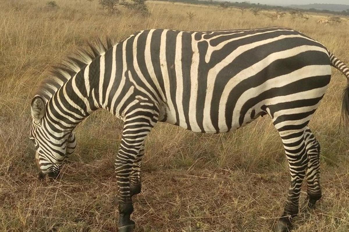 zebra pasąca się na polu wysokiej trawy