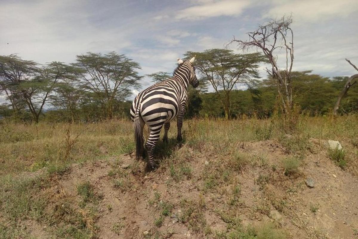 zebra stoi na polu